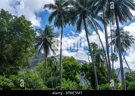 Ein üppiger Dschungelpfad durch das Hakaui-Tal, Nuku Hiva, die Marquesas-Inseln und Französisch-Polynesien. Majestätische Basaltklippen und dichte Vegetation umgeben die Tra Stockfoto