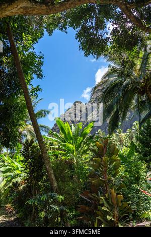 Ein üppiger Dschungelpfad durch das Hakaui-Tal, Nuku Hiva, die Marquesas-Inseln und Französisch-Polynesien. Majestätische Basaltklippen und dichte Vegetation umgeben die Tra Stockfoto