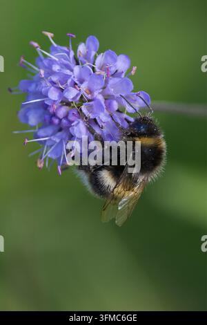 Weißschwänziger Hummelschwarm Bombus lucorum, auf lila Teufelsabbind-Blumen, schwarze Biene, weißer Schwanz, zwei gelbe Bänder, Blumen rund, lange Staubfäden Stockfoto