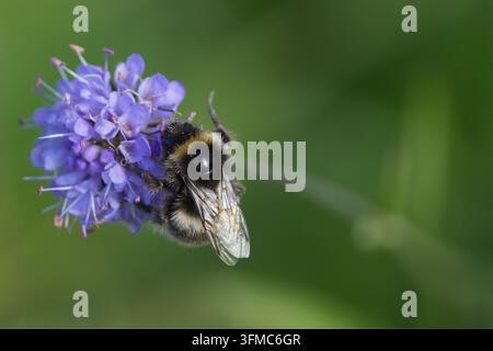 Weißschwänziger Hummelschwarm Bombus lucorum, auf lila Teufelsabbind-Blumen, schwarze Biene, weißer Schwanz, zwei gelbe Bänder, Blumen rund, lange Staubfäden Stockfoto