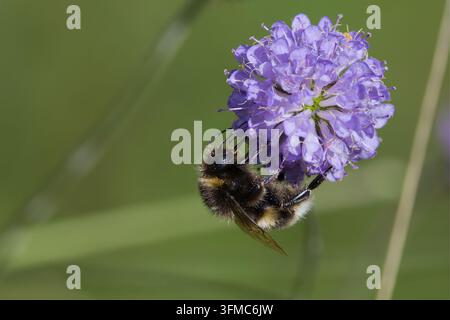 Weißschwänziger Hummelschwarm Bombus lucorum, auf lila Teufelsabbind-Blumen, schwarze Biene, weißer Schwanz, zwei gelbe Bänder, Blumen rund, lange Staubfäden Stockfoto