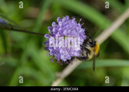 Weißschwänziger Hummelschwarm Bombus lucorum, auf lila Teufelsabbind-Blumen, schwarze Biene, weißer Schwanz, zwei gelbe Bänder, Blumen rund, lange Staubfäden Stockfoto