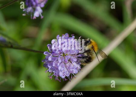 Weißschwänziger Hummelschwarm Bombus lucorum, auf lila Teufelsabbind-Blumen, schwarze Biene, weißer Schwanz, zwei gelbe Bänder, Blumen rund, lange Staubfäden Stockfoto
