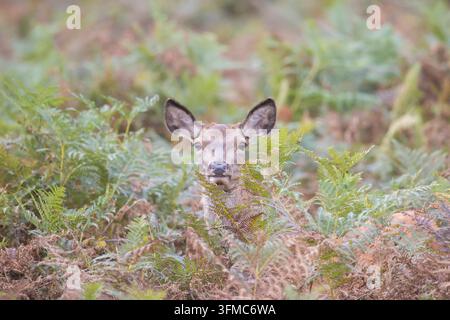 Rotwild (Cervus elaphus). Hirsch steht zwischen Brennnesseln. England. Großbritannien. Verkauf nur in deutschsprachigen Ländern Stockfoto