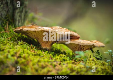 Braune Pilze der Art Paxillus involutus wachsen kräftig auf einem Bett aus weichem, hellgrünem Moos im Herzen eines Herbstwaldes Stockfoto