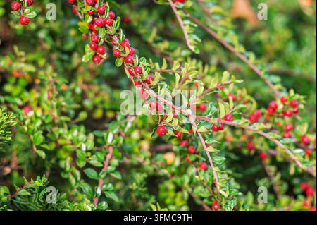 Cotoneaster-Zweig mit leuchtend roten Beeren und grünen Blättern in einem Herbstgarten. Stockfoto