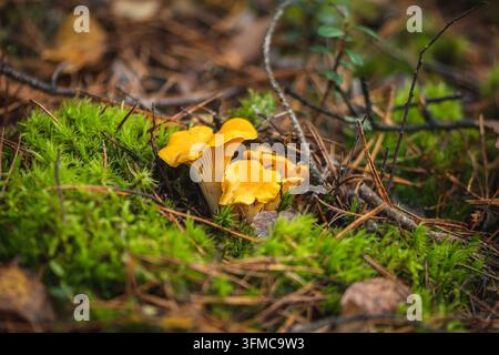 Büschel gelber Pfifferlinge, die im Moos in einem Wald im Herbst wachsen Stockfoto