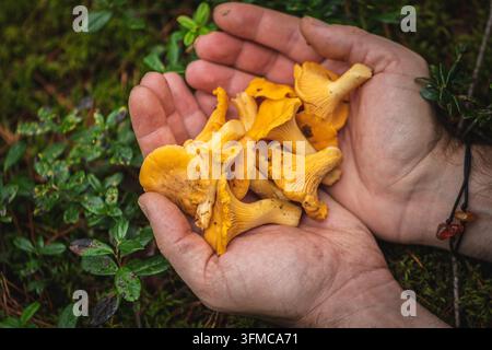 Männerhände halten ein kleines Bündel frisch gepflückter goldener Pfifferlinge in einem Wald im Herbst Stockfoto