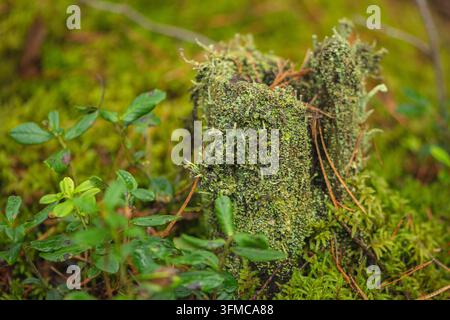Verrottender Baumstumpf, der schwer von dichtem grünen Moos bedeckt ist und auf einem üppigen Waldboden im Herbst liegt Stockfoto
