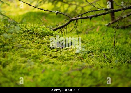 Bezaubernde, Nahaufnahme eines lebendigen grünen Waldbodens, der im Herbst mit dickem, üppigem Moos bedeckt ist Stockfoto
