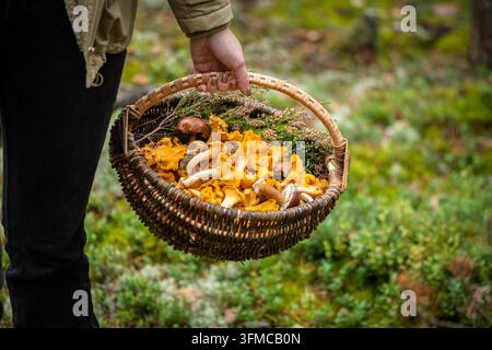 Mädchen hält einen Weidenkorb gefüllt mit frisch gesammelten goldenen Pfifferlingen sowie einigen Exemplaren von Steinpilzen in einem Wald im Herbst Stockfoto