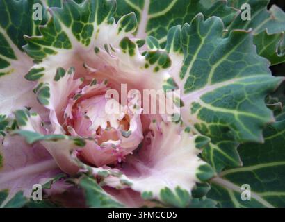 Nahaufnahme von rosa und grünem Zierkohl, der in einem Herbstgarten wächst Stockfoto