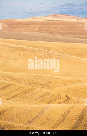 Goldene abgeerntete Felder auf hügeligen landwirtschaftlichen Hügeln Stockfoto