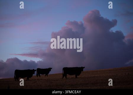 Drei Kühe als Silhouetten auf einem grasbewachsenen Hügel in der Dämmerung Stockfoto