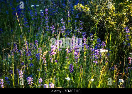 Lila und blaue Wildblumen, die auf einer Sommermwiese wachsen Stockfoto