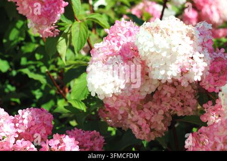 Schöne rosa und weiße Hortensienblüten im Sonnenlicht Stockfoto