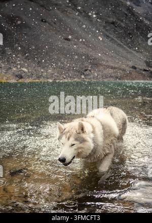Nasser Husky schüttelt sich trocken in einem Bergsee Stockfoto