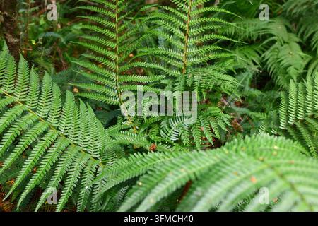 Üppige grüne Farne, die im Wald wild wachsen Stockfoto