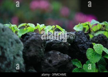 Frische grüne Sprossen mit Wassertropfen an einer dunklen Felswand Stockfoto