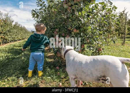 Zweijähriger Junge geht mit einem Hund in einem Apfelgarten Stockfoto