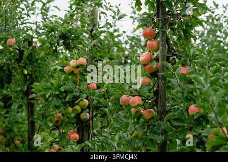 Reife rote Äpfel hängen von Bäumen in einem Obstgarten Stockfoto