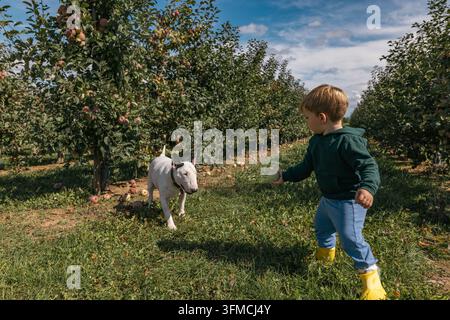 Zweijähriger Junge geht mit einem Hund in einem Apfelgarten Stockfoto