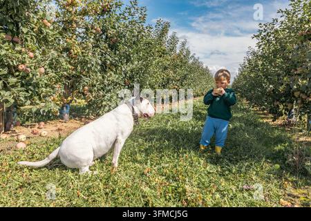 Zweijähriger Junge geht mit einem Hund in einem Apfelgarten Stockfoto