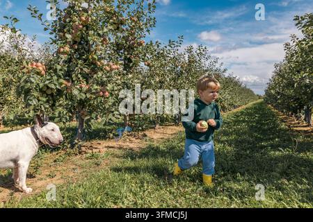 Zweijähriger Junge geht mit einem Hund in einem Apfelgarten Stockfoto