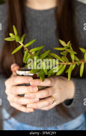 Frau in grauem Pullover hält eine kleine Sukkulente Stockfoto