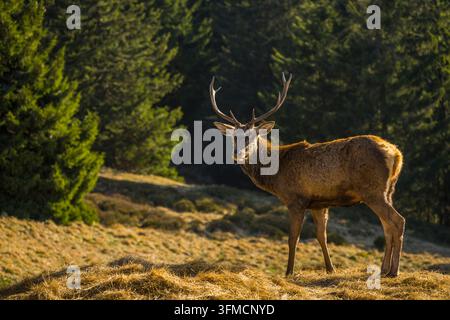 Rotwild-Hirsch mit Geweih im Sonnenlicht im Śnieżnik-Massiv stehend, mit einer dramatischen Berglandschaft im Hintergrund. Stockfoto