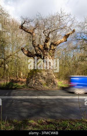 Ein blauer Van rast an 'Big Belly' vorbei, einer alten Stieleiche, die neben der Hauptstraße im Savernake Forest in Wiltshire, England, wächst Stockfoto