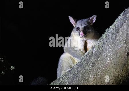 Gängiger Buschschwanzpossum (Trichosurus vulpecula) sitzt nachts auf einem Baumstamm und zeigt sein graues Fell, die cremefarbene Brust, die großen Ohren und die rosa Nase vor Stockfoto