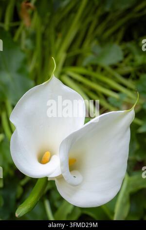 Calla-Lilien, die in einem Garten in Großbritannien wachsen. Stockfoto