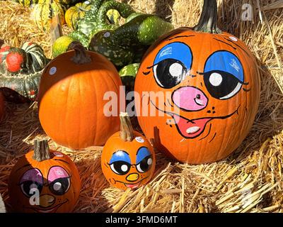 Sortiment an farbenfrohen Kürbissen, Flaschenkürbissen und dekorativen Kürbisgewächsen zur Schau gestellt für die Herbsternte und Halloween. Stockfoto