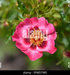 Rosa und rote einzelne Sommerblüten der Persica-Hybridrose, Devil Babylon Eyes, die im Juni in einem Garten in Großbritannien wachsen Stockfoto