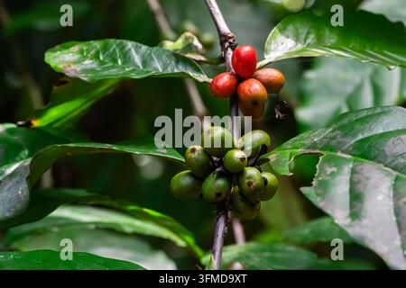 Ein Büschel reifer roter und unreifer grüner Kaffeebohnen wächst an einem belaubten Zweig im Nahaufnahme-Detail.    JPG Stockfoto
