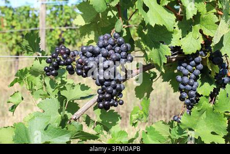 Drei Büschel Cabernet-Franc-Trauben, die unter dem Sonnenlicht an der Rebe reifen Stockfoto