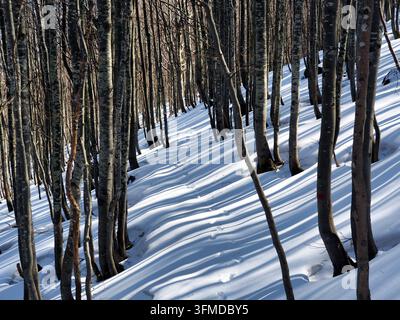 Fußabdrücke auf einem verschneiten Wanderweg durch einen sonnenbeschienenen Buchenwald. Eine Winterlandschaft im Wald mit einem Pfad, der mit tiefem Schnee bedeckt ist und sichtbare Fußabdrücke zeigt Stockfoto