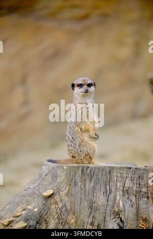 Alerter Erdmännchen steht auf einem hölzernen Baumstumpf und schaut in die Kamera Stockfoto