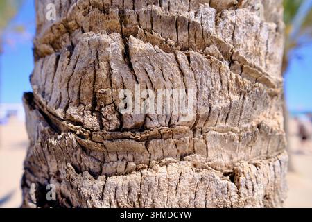 Nahaufnahme der faserigen Palmstammrinde mit sandigem Strand im weichen Hintergrund Stockfoto