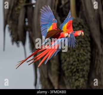 Ansicht von zwei lebhaften Scharlachsittichen im Flug mit ihren farbenfrohen Flügeln, die sich vor einem verschwommenen Hintergrund einer Palme in Puerto Jimenez, Puntarenas Pro ausbreiten Stockfoto
