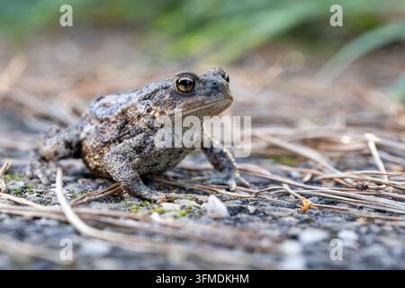 Gewöhnlicher Krötenfrosch Bufo bufo sitzt auf trockenem Waldboden in seinem natürlichen Lebensraum Stockfoto