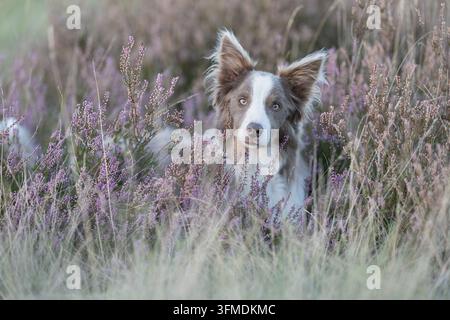 Tricolor-Flieder-Border Collie sitzt zwischen violetten Heidekraut in natürlichem Heideland Stockfoto