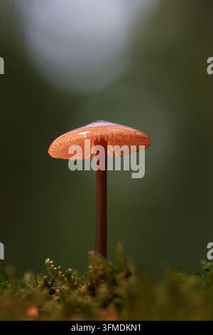 Einziger orange-brauner Waldpilz, der in Moos mit weichem natürlichem Bokeh wächst Stockfoto