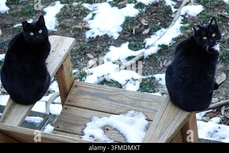 Zwei streunende schwarze Katzen sitzen auf einem Holzstuhl in einem Wintergarten, der mit weißem Schnee bedeckt ist, grünäugige Katzen blicken in die Kamera Stockfoto