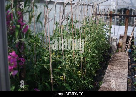 Tomaten, die in einem sonnigen Gewächshaus wachsen Stockfoto