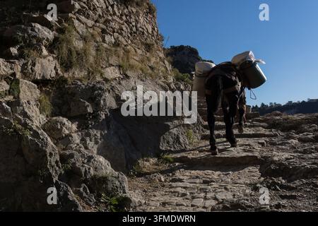 Ein Maultier steigt steinerne Stufen in den Bergen und trägt abgedeckte Eimer auf seinem Rücken an der Amalfiküste in Italien. Stockfoto