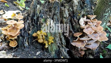Honigpilze (Armillaria mellea) wachsen in dichten Büscheln auf einem verrottenden Baumstumpf im Buttermilk Falls State Park, New York Stockfoto