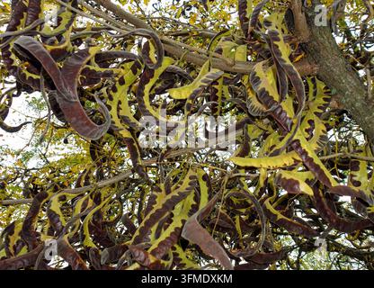 Honigakazien-Samenkapseln hängen an Ästen im Herbst im Letchworth State Park, New York Stockfoto