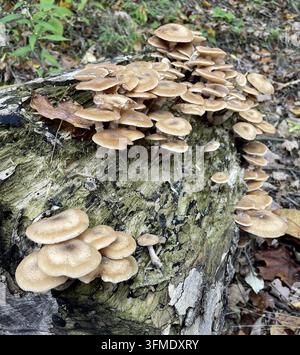 Honigpilze (Armillaria mellea) wachsen in großen Büscheln auf einem verrottenden moosigen Baumstamm, Herbstwald-Hintergrund, Letchworth State Park, New York Stockfoto